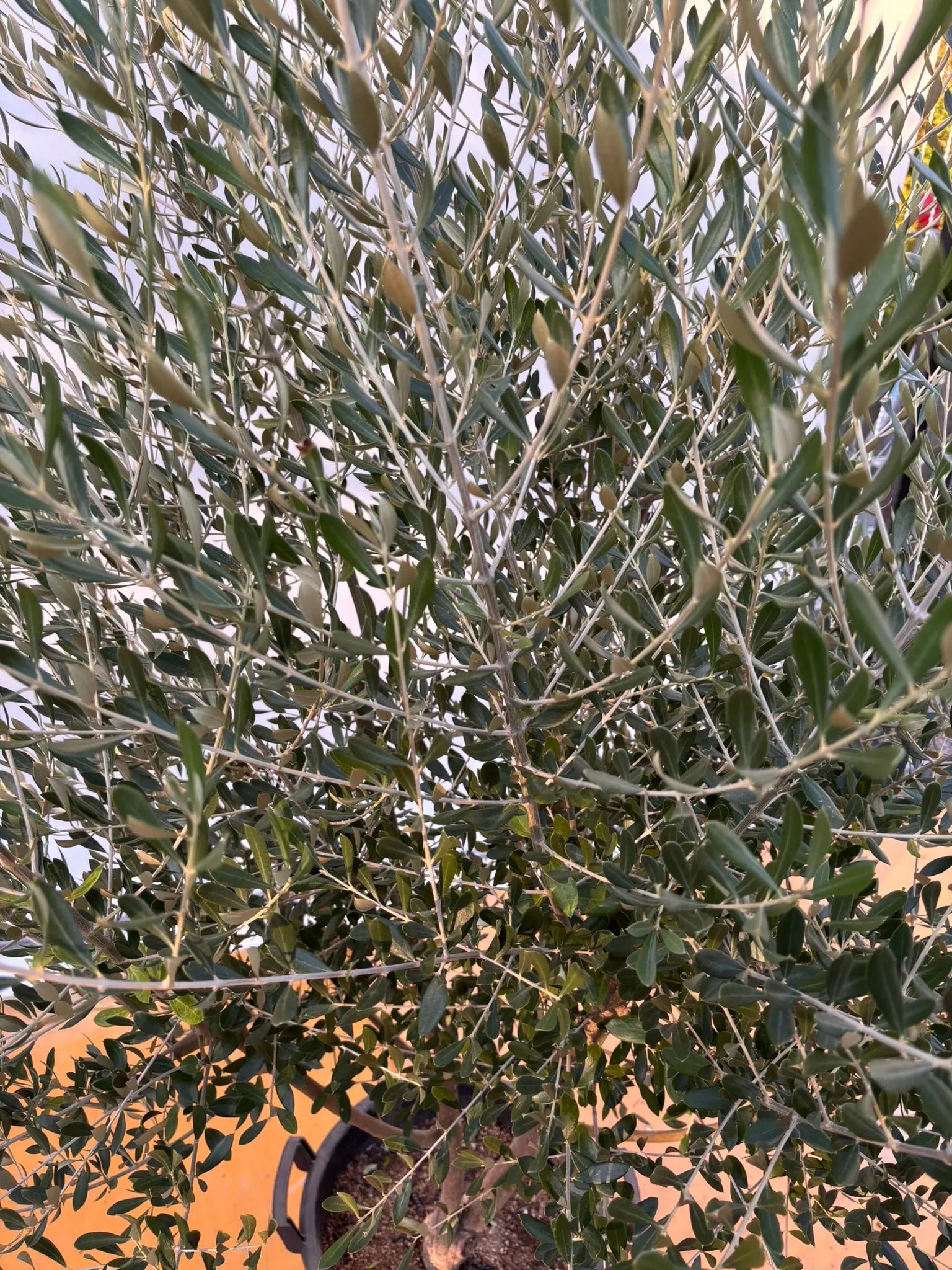 NEWコロネイキ（オリーブの木）｜XLサイズ｜NO.2061｜約200cm｜オイル