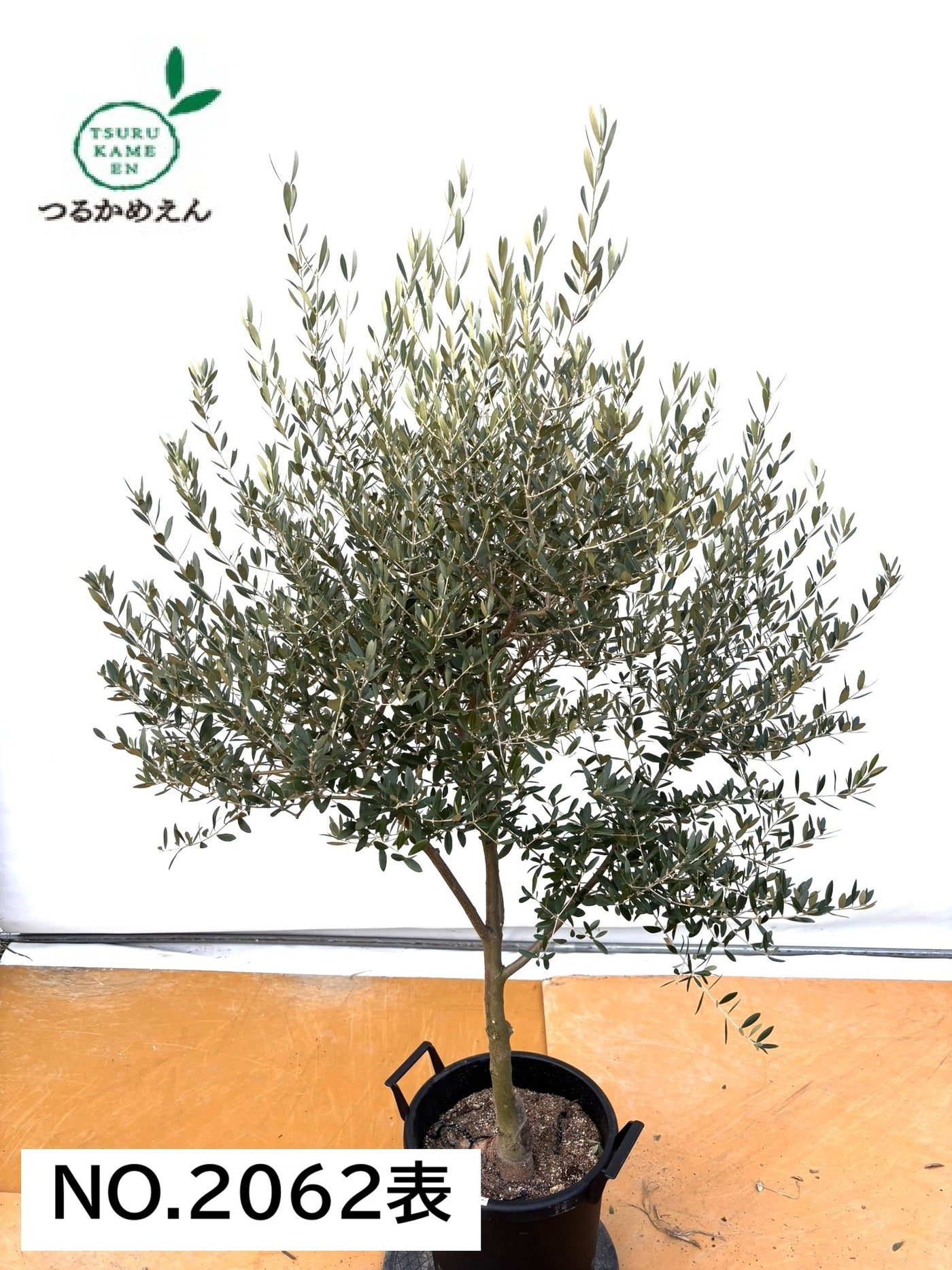 NEWネバディロブランコ（オリーブの木）｜XLサイズ｜NO.2062｜約170cm｜人気・開帳型・大型商品