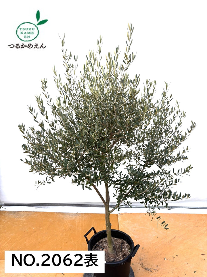 NEWネバディロブランコ（オリーブの木）｜XLサイズ｜NO.2062｜約170cm