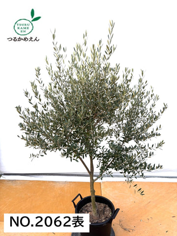 オリーブの木専門店 鶴亀園｜シンボルツリー・ギフトに人気｜香川から