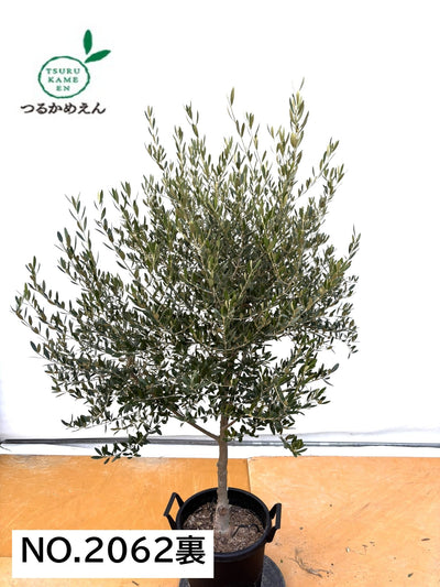 NEWネバディロブランコ（オリーブの木）｜XLサイズ｜NO.2062｜約170cm｜人気・開帳型・大型商品