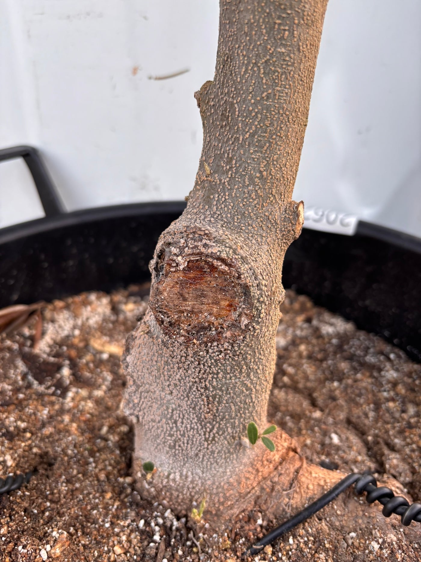 NEWネバディロブランコ（オリーブの木）｜XLサイズ｜NO.2062｜約170cm｜人気・開帳型・大型商品