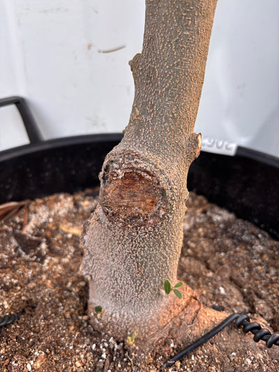 NEWネバディロブランコ（オリーブの木）｜XLサイズ｜NO.2062｜約170cm｜人気・開帳型・大型商品