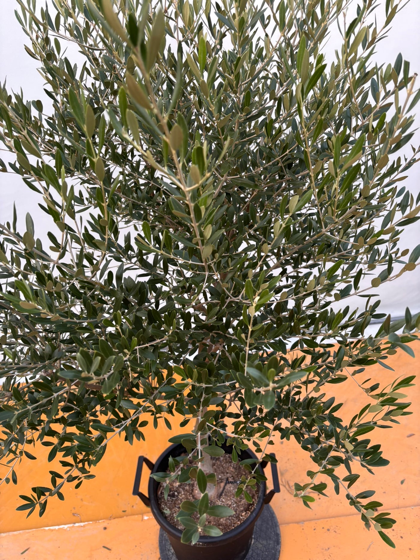 NEWネバディロブランコ（オリーブの木）｜XLサイズ｜NO.2062｜約170cm｜人気・開帳型・大型商品