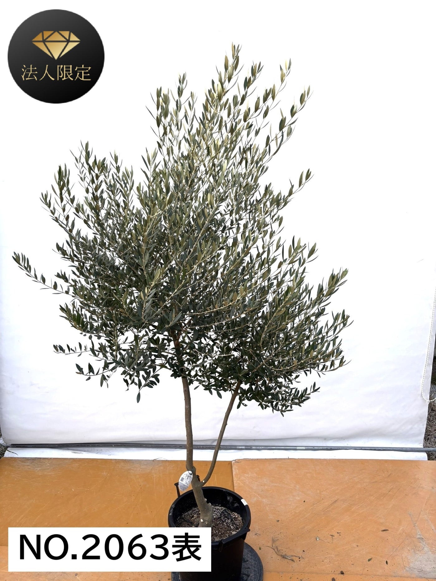 NEW【法人限定】ネバディロブランコ（オリーブの木）｜XLサイズ｜NO.2063｜約200cm｜人気・開帳型