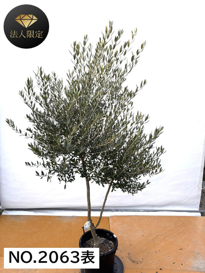 NEW【法人限定】ネバディロブランコ（オリーブの木）｜XLサイズ｜NO.2063｜約200cm｜人気・開帳型