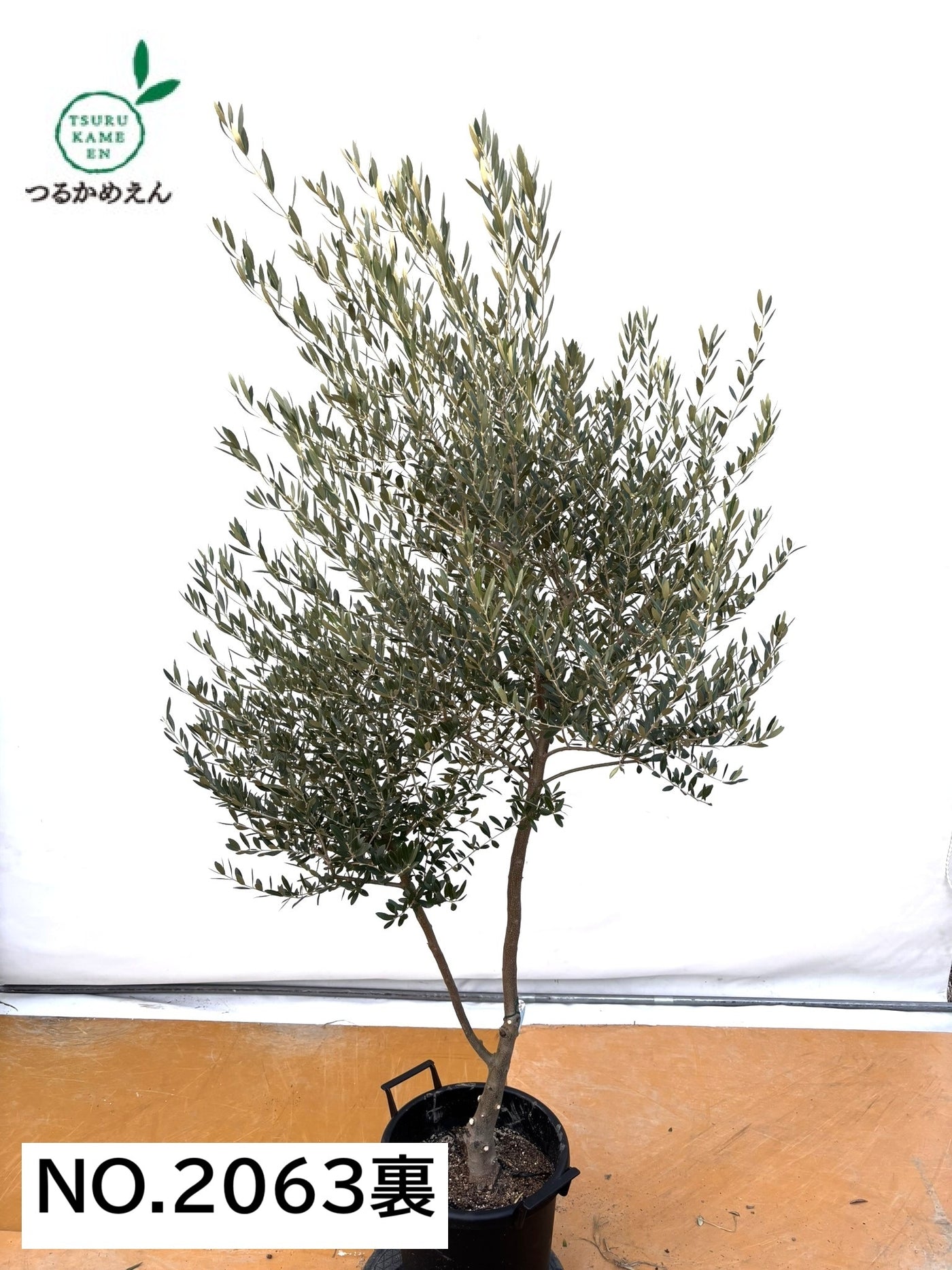 NEW【法人限定】ネバディロブランコ（オリーブの木）｜XLサイズ｜NO.2063｜約200cm｜人気・開帳型