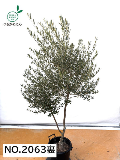 NEW【法人限定】ネバディロブランコ（オリーブの木）｜XLサイズ｜NO.2063｜約200cm｜人気・開帳型