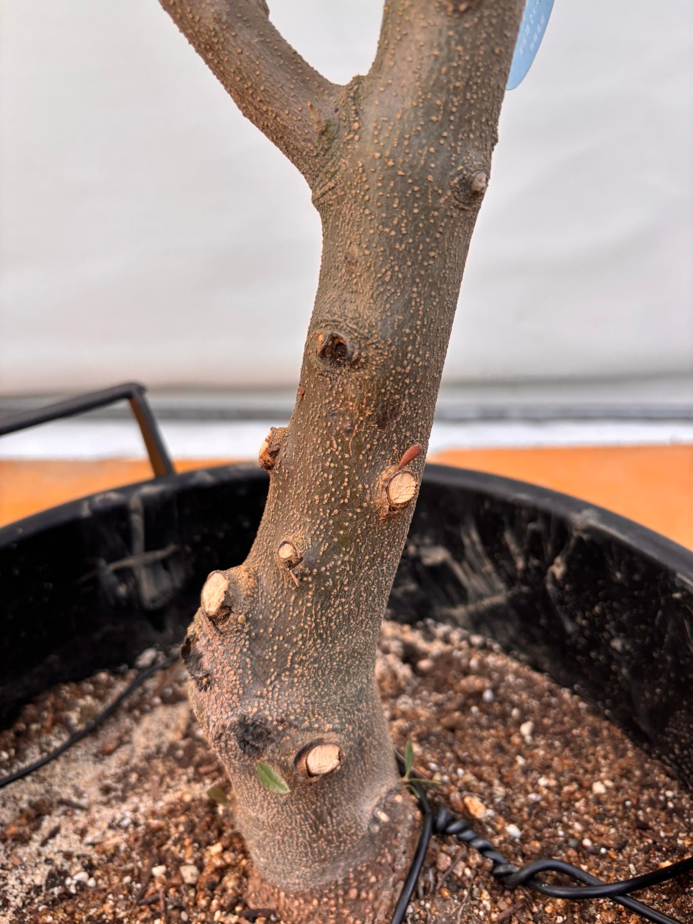 NEW【法人限定】ネバディロブランコ（オリーブの木）｜XLサイズ｜NO.2063｜約200cm｜人気・開帳型