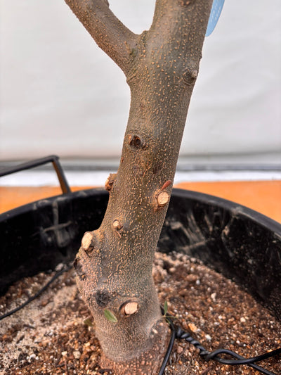 NEW【法人限定】ネバディロブランコ（オリーブの木）｜XLサイズ｜NO.2063｜約200cm｜人気・開帳型