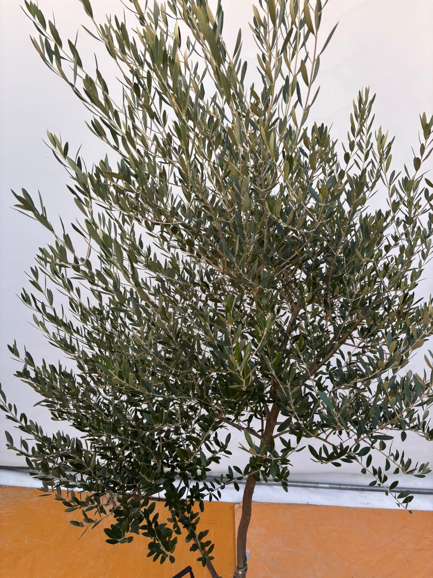 NEW【法人限定】ネバディロブランコ（オリーブの木）｜XLサイズ｜NO.2063｜約200cm｜人気・開帳型