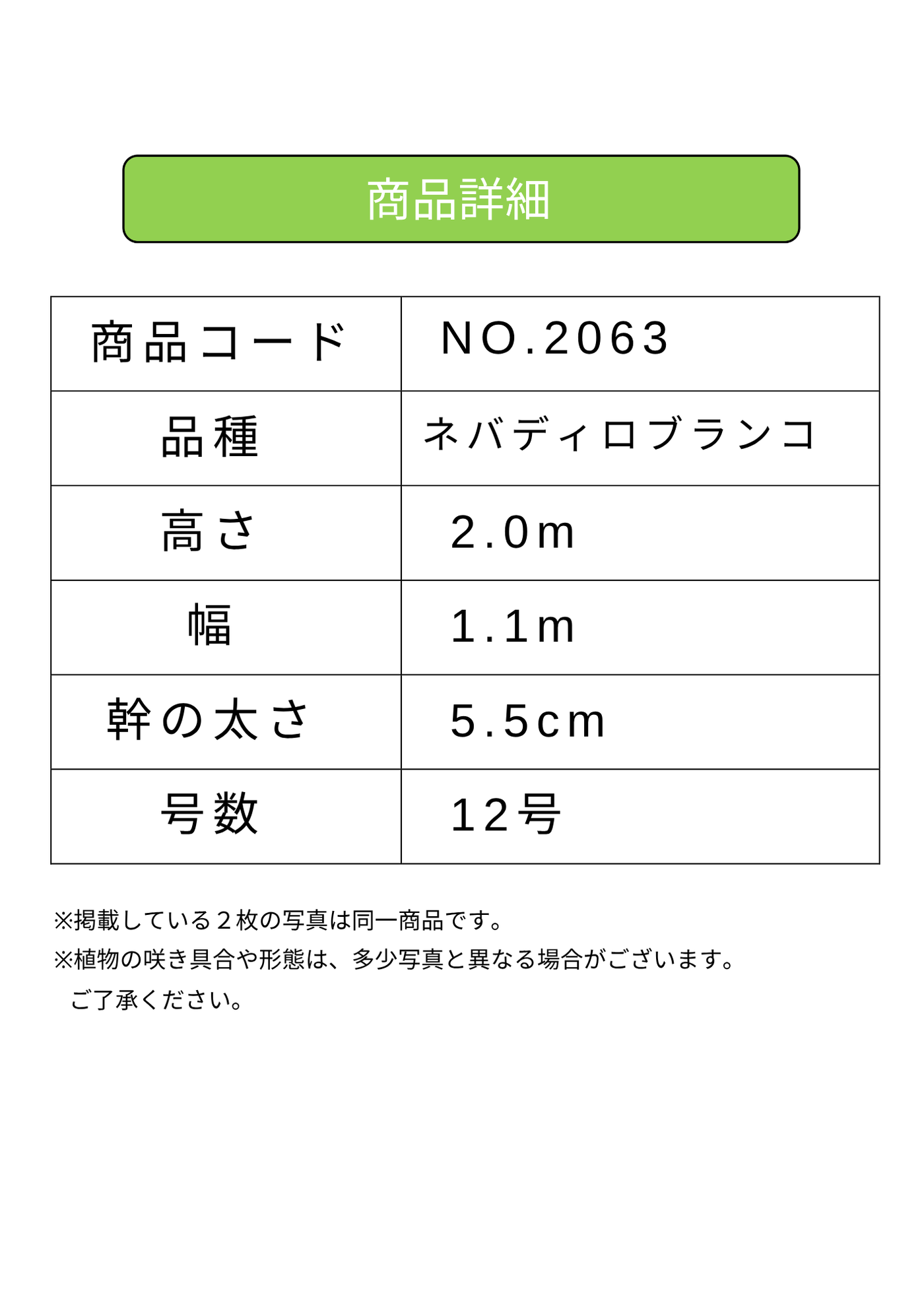 NEW【法人限定】ネバディロブランコ（オリーブの木）｜XLサイズ｜NO.2063｜約200cm｜人気・開帳型