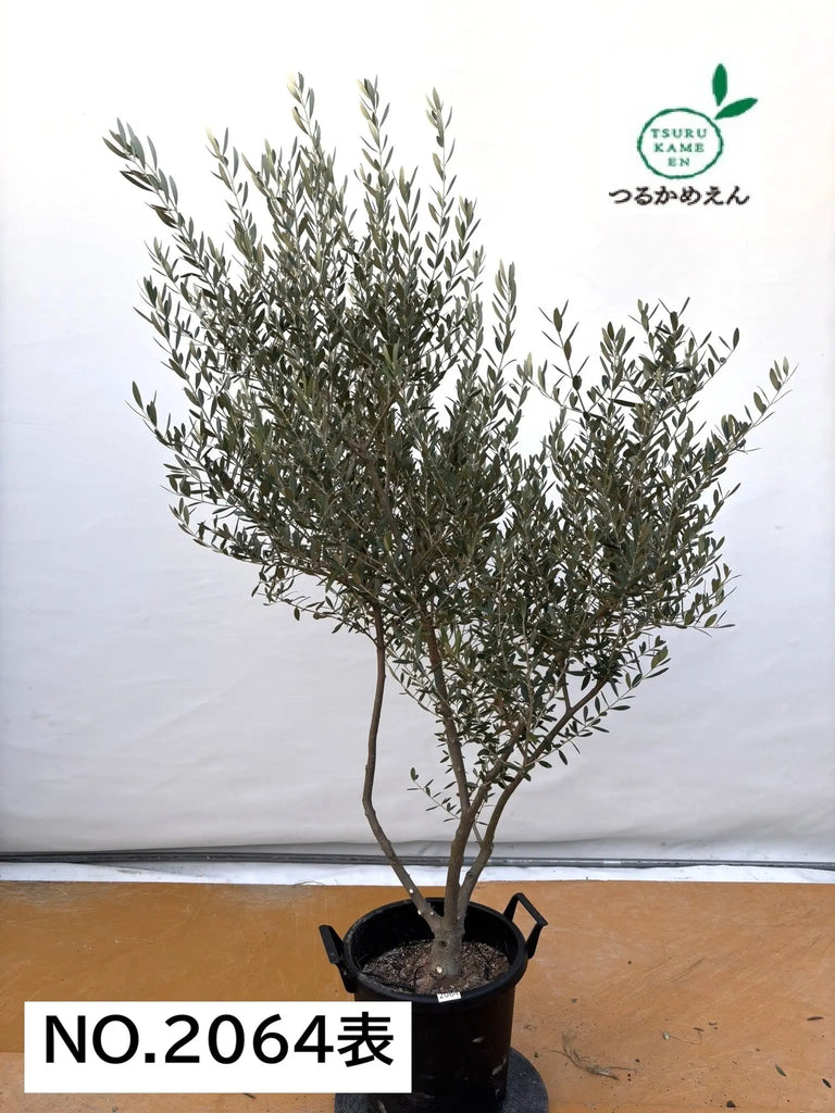 NEWネバディロブランコ（オリーブの木）｜XLサイズ｜NO.2064｜約180cm