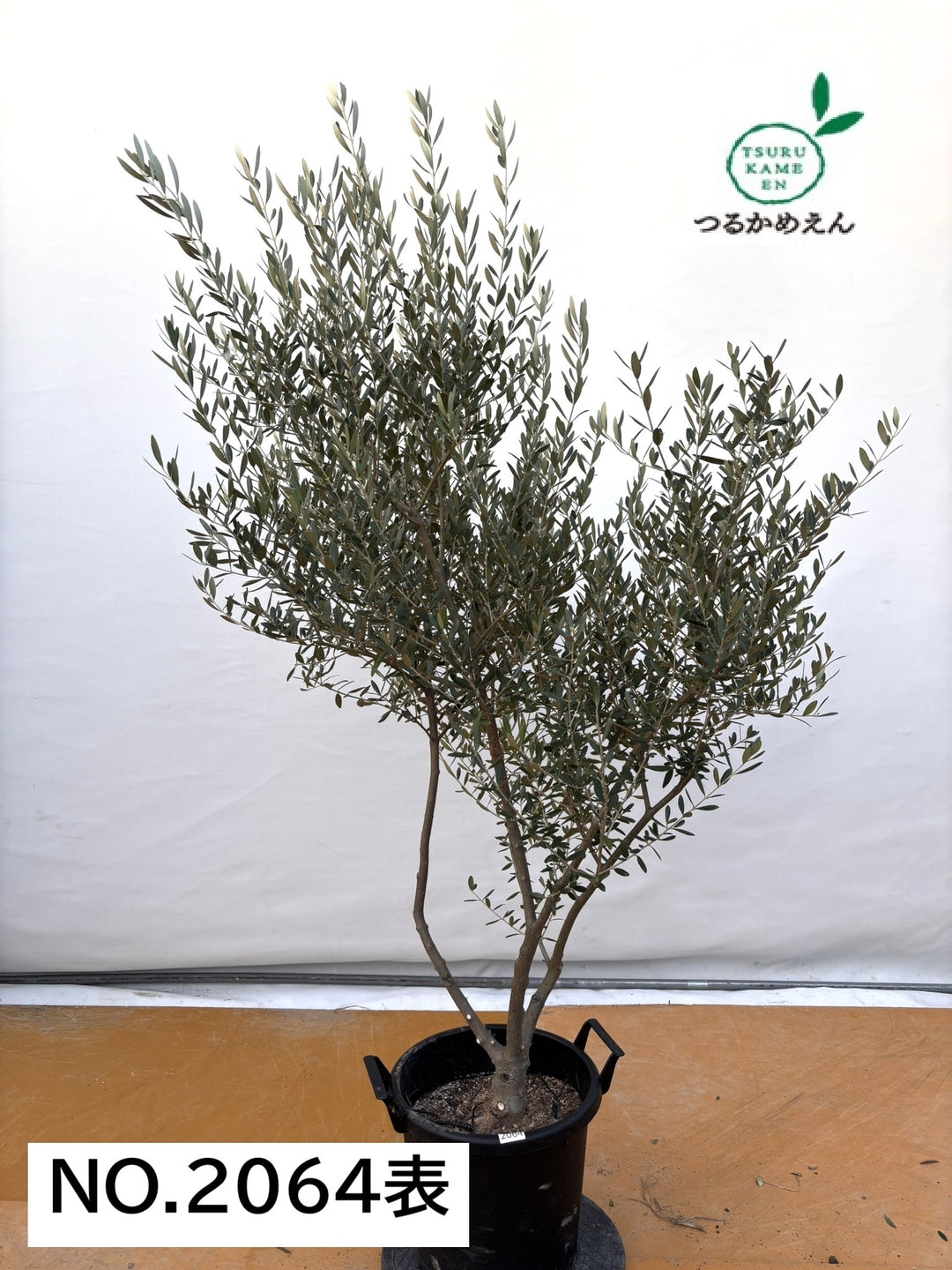 NEWネバディロブランコ（オリーブの木）｜XLサイズ｜NO.2064｜約180cm