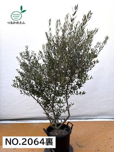 NEWネバディロブランコ（オリーブの木）｜XLサイズ｜NO.2064｜約180cm｜人気・開帳型・大型商品