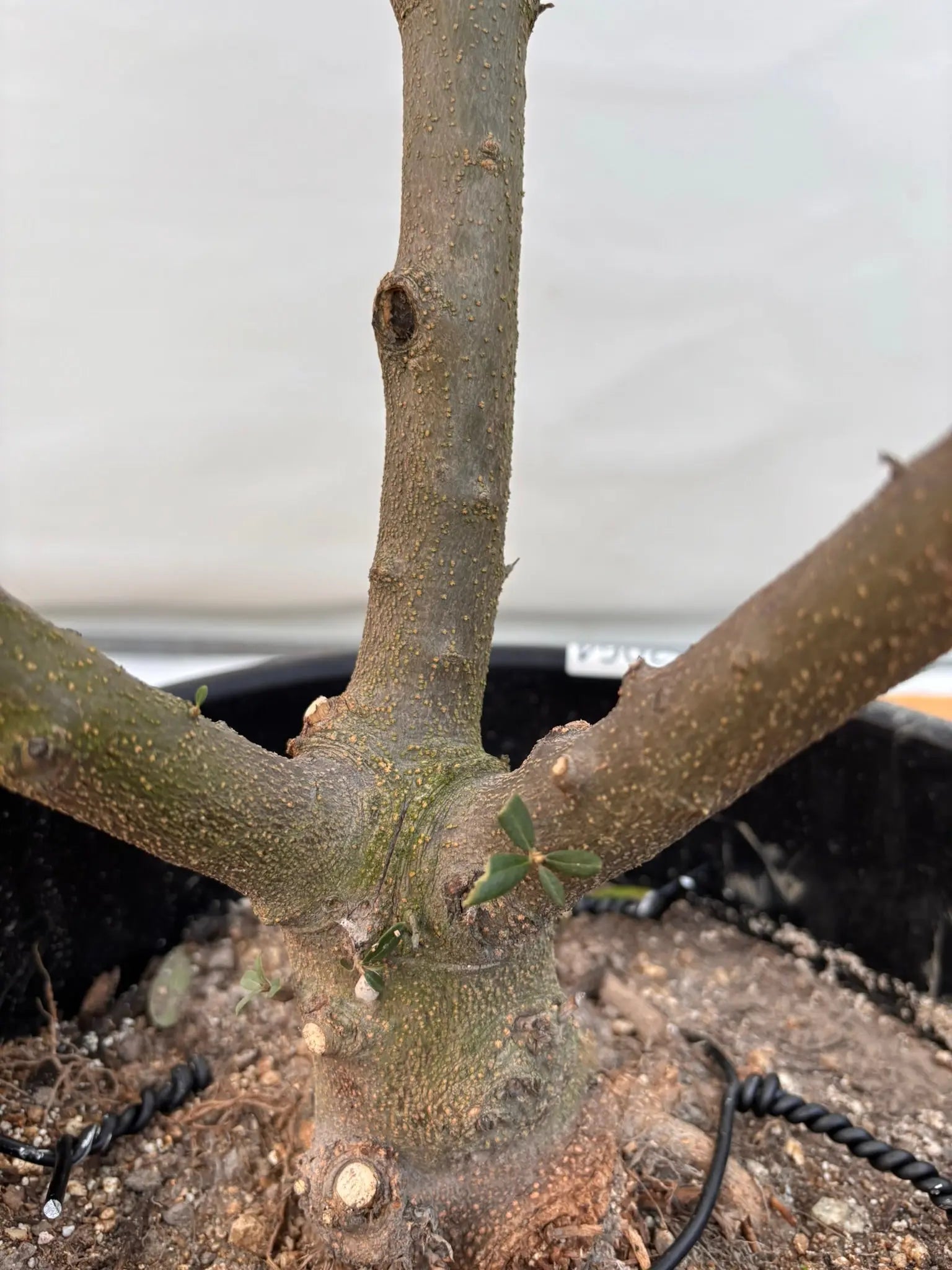 NEWネバディロブランコ（オリーブの木）｜XLサイズ｜NO.2064｜約180cm