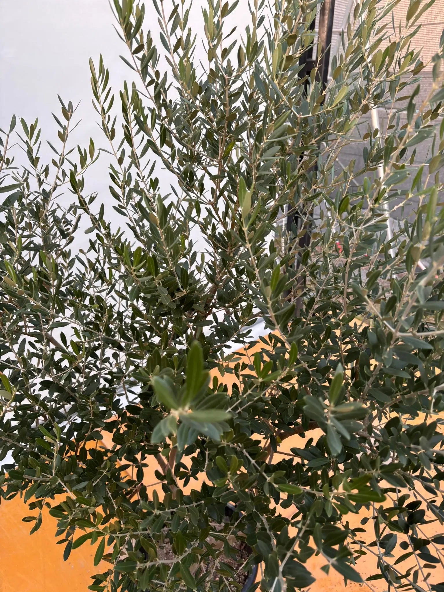 オリーブの木　ネバディロブランコ　約180cm　NO.2064　大型　人気　現品 NEWネバディロブランコ（オリーブの木）｜XLサイズ｜NO.2064｜約180cm