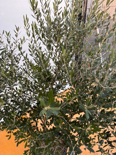 NEWネバディロブランコ（オリーブの木）｜XLサイズ｜NO.2064｜約180cm｜人気・開帳型・大型商品