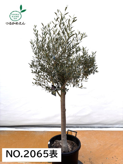 NEWネバディロブランコ（オリーブの木）｜XLサイズ｜NO.2065｜約160cm｜人気・開帳型・大型商品