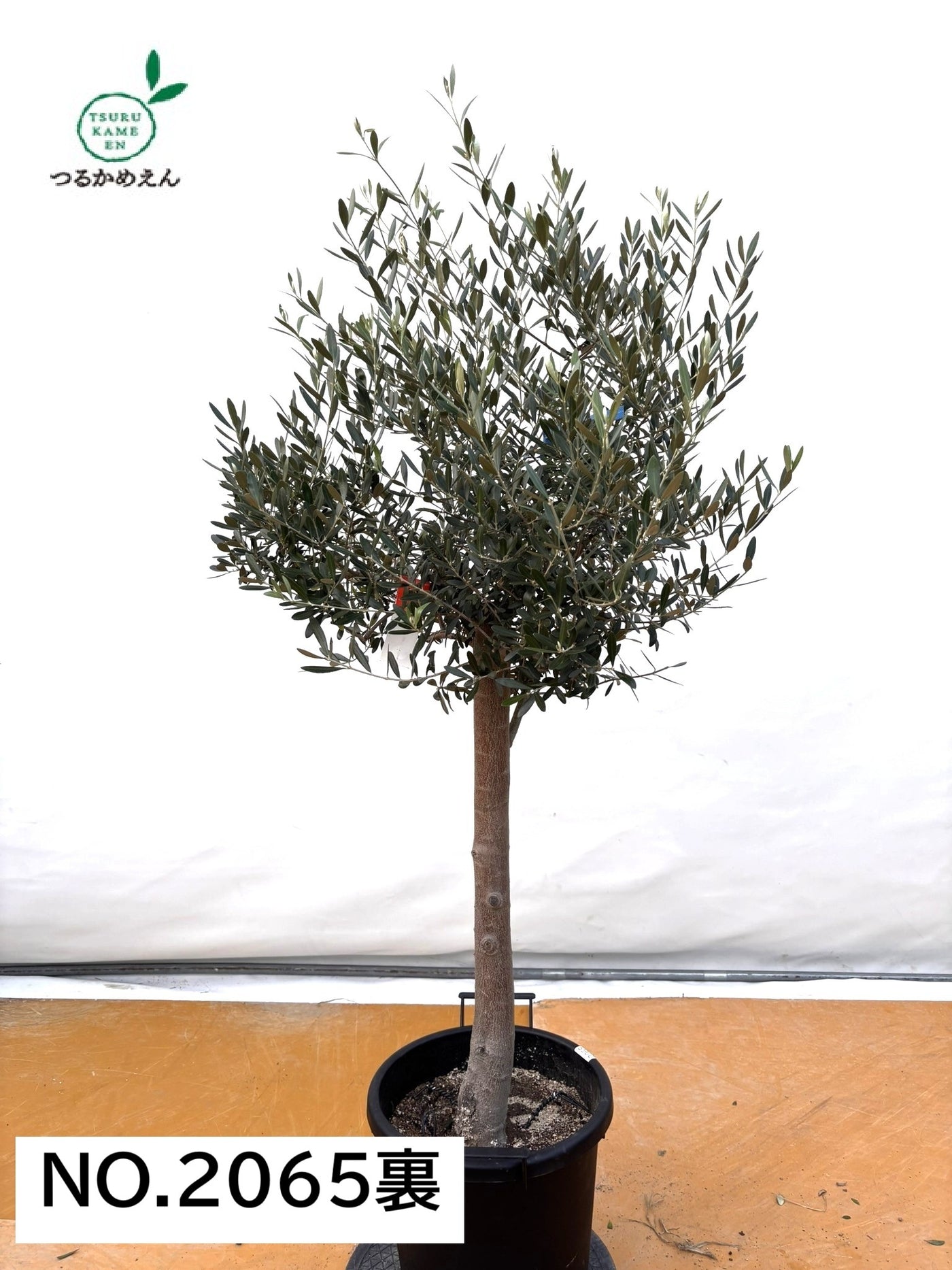 NEWネバディロブランコ（オリーブの木）｜XLサイズ｜NO.2065｜約160cm｜人気・開帳型・大型商品