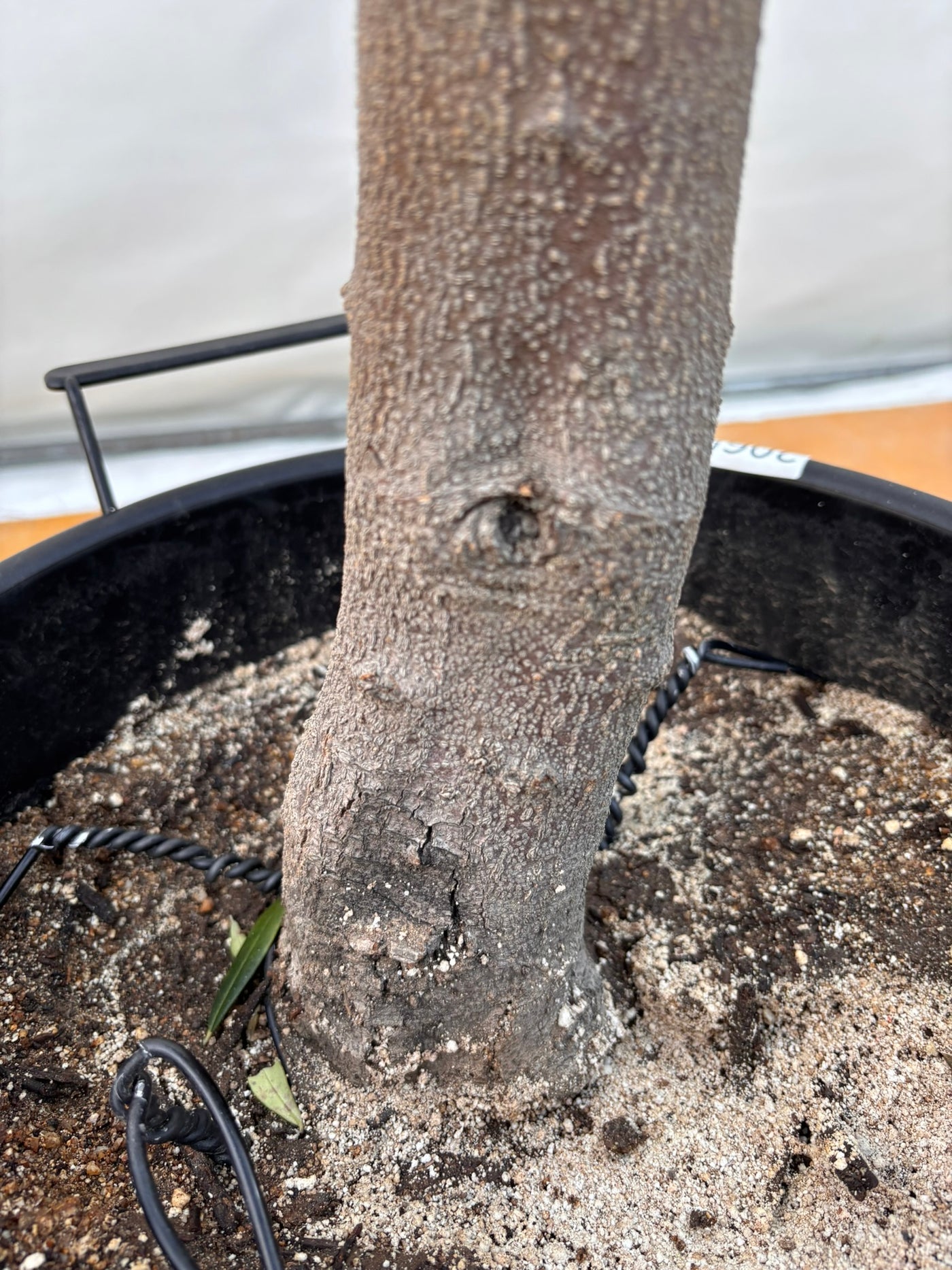 NEWネバディロブランコ（オリーブの木）｜XLサイズ｜NO.2065｜約160cm｜人気・開帳型・大型商品