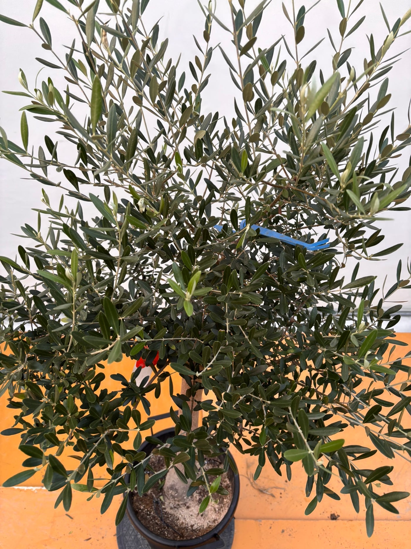 NEWネバディロブランコ（オリーブの木）｜XLサイズ｜NO.2065｜約160cm｜人気・開帳型・大型商品