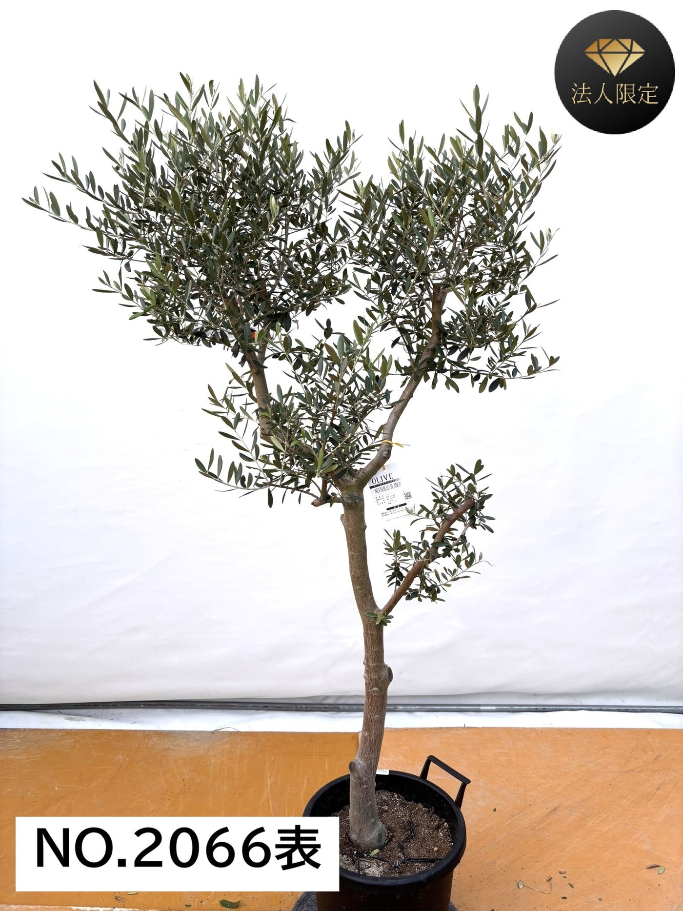 NEW【法人限定】ネバディロブランコ（オリーブの木）｜XLサイズ｜NO.2066｜約170cm｜人気・開帳型