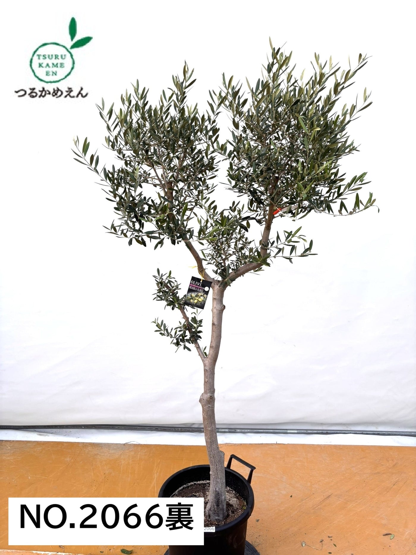 NEW【法人限定】ネバディロブランコ（オリーブの木）｜XLサイズ｜NO.2066｜約170cm｜人気・開帳型