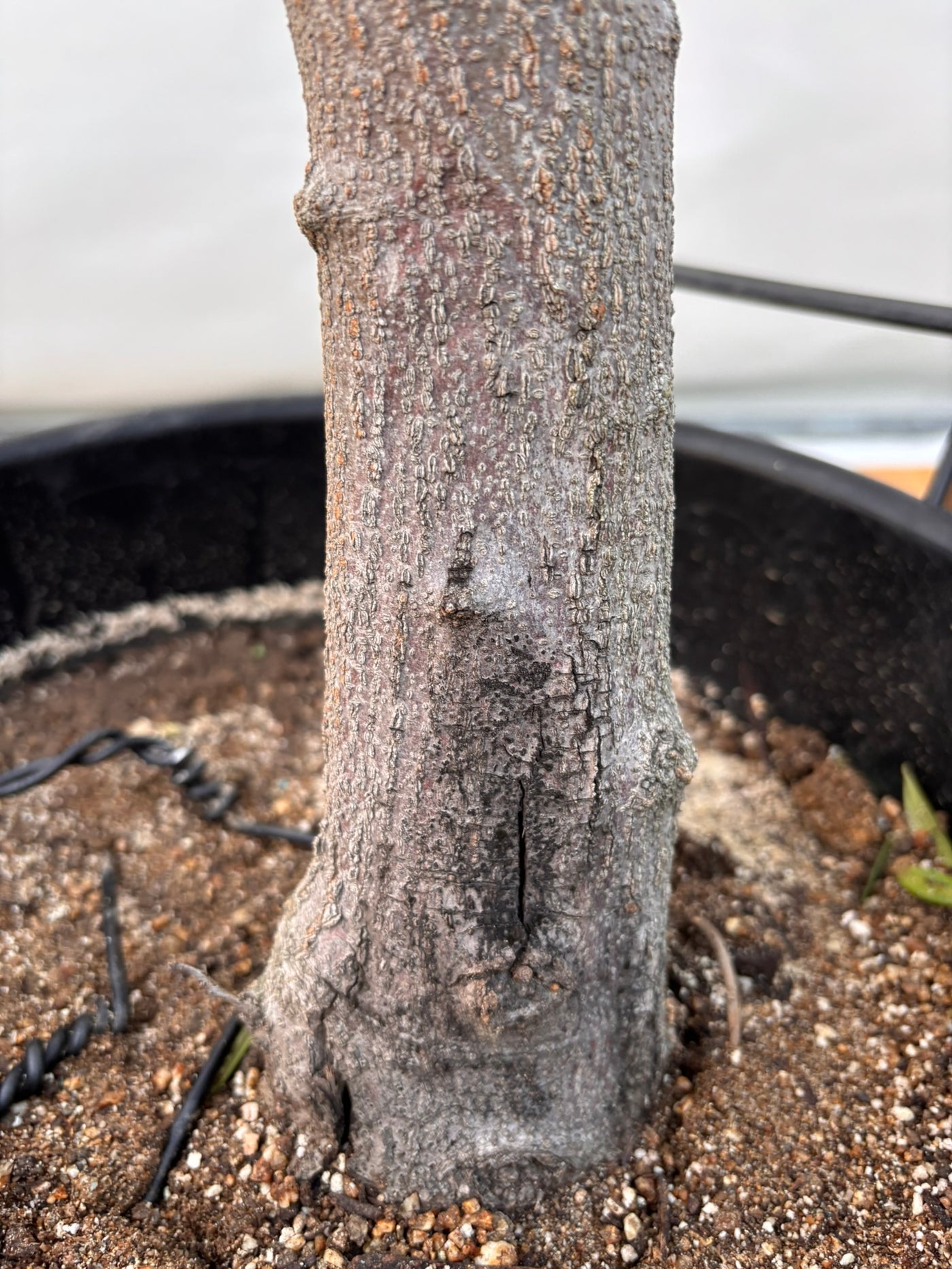 NEW【法人限定】ネバディロブランコ（オリーブの木）｜XLサイズ｜NO.2066｜約170cm｜人気・開帳型