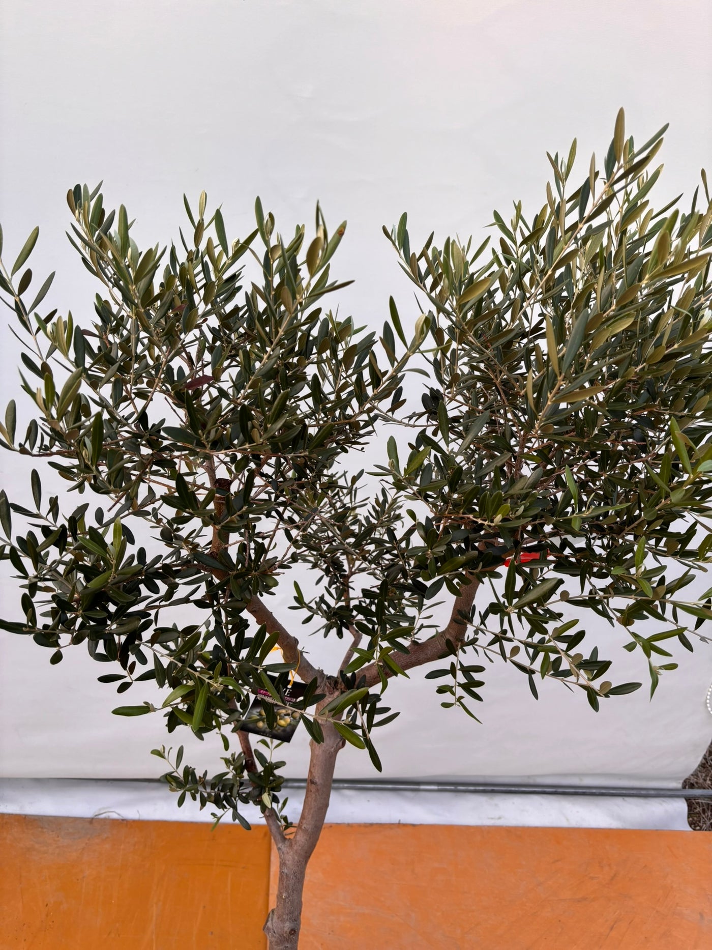 NEW【法人限定】ネバディロブランコ（オリーブの木）｜XLサイズ｜NO.2066｜約170cm｜人気・開帳型