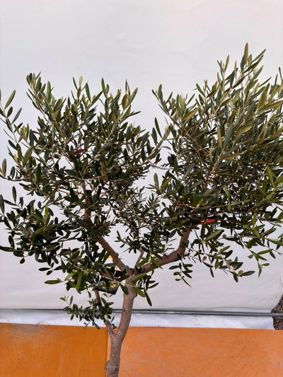 NEW【法人限定】ネバディロブランコ（オリーブの木）｜XLサイズ｜NO.2066｜約170cm｜人気・開帳型