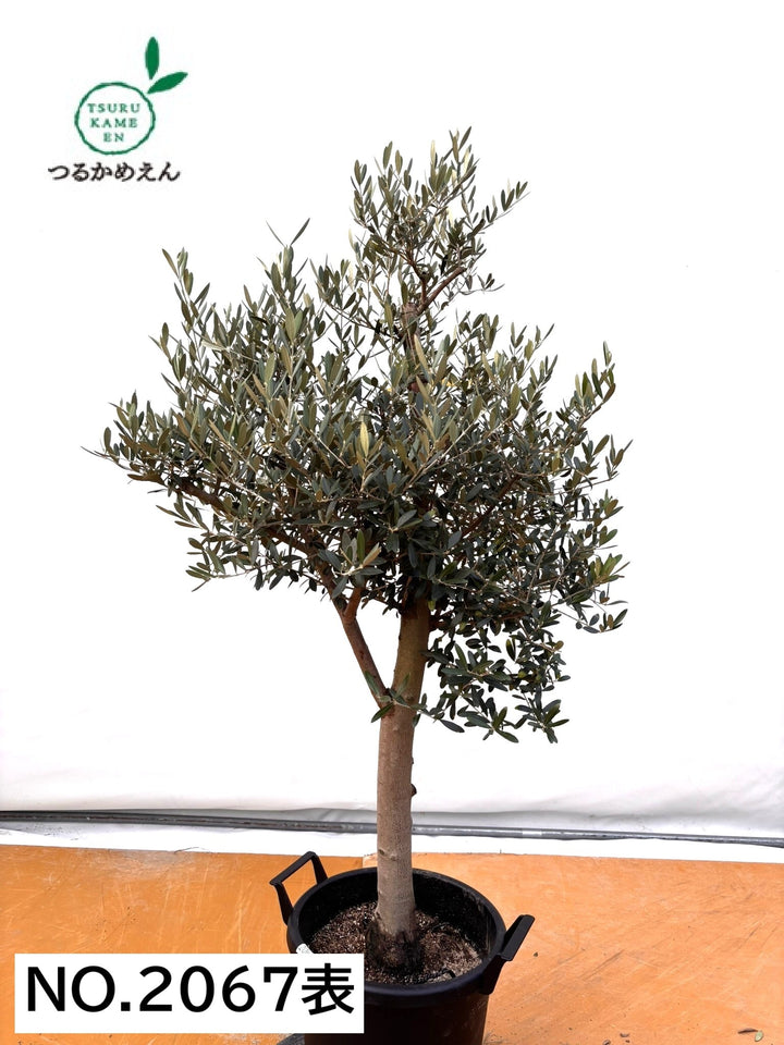 NEWネバディロブランコ（オリーブの木）｜XLサイズ｜NO.2067｜約150cm