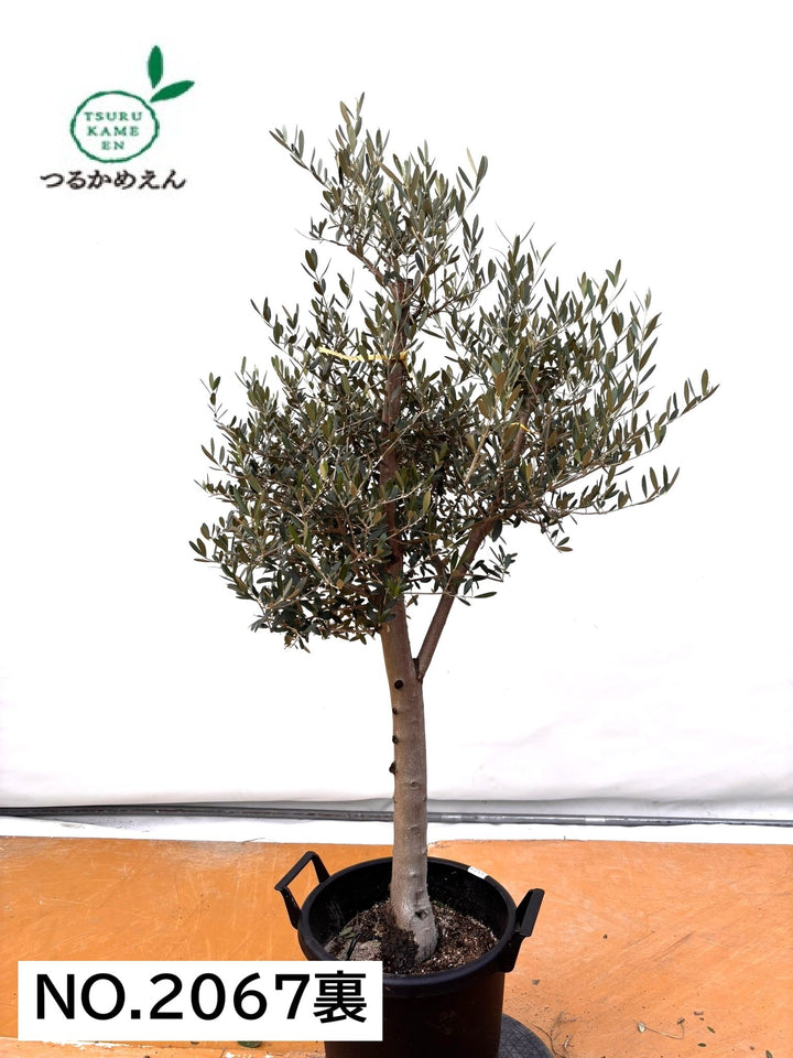 NEWネバディロブランコ（オリーブの木）｜XLサイズ｜NO.2067｜約150cm