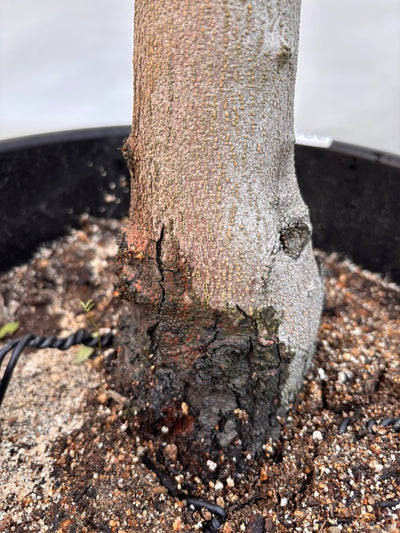 NEWネバディロブランコ（オリーブの木）｜XLサイズ｜NO.2067｜約150cm｜人気・開帳型・大型商品