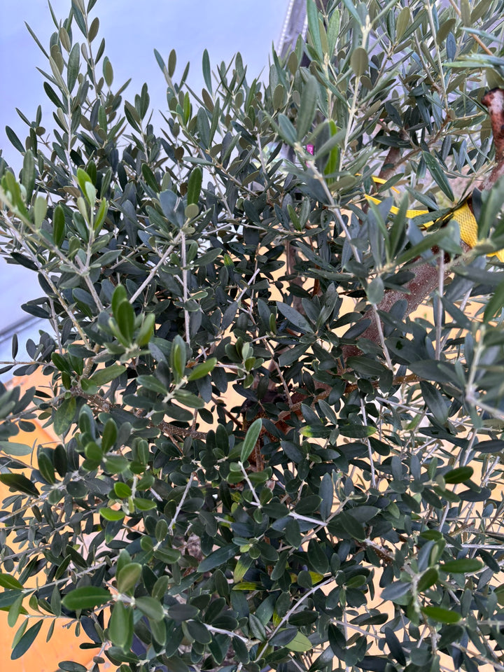 NEWネバディロブランコ（オリーブの木）｜XLサイズ｜NO.2067｜約150cm