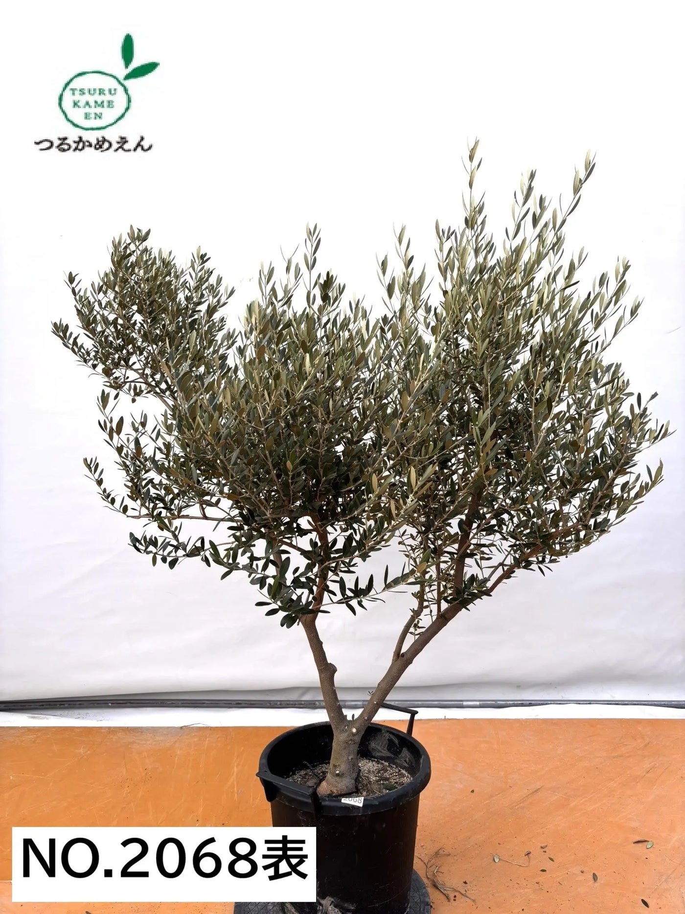 NEWネバディロブランコ（オリーブの木）｜XLサイズ｜NO.2068｜約150cm｜人気・開帳型・大型商品