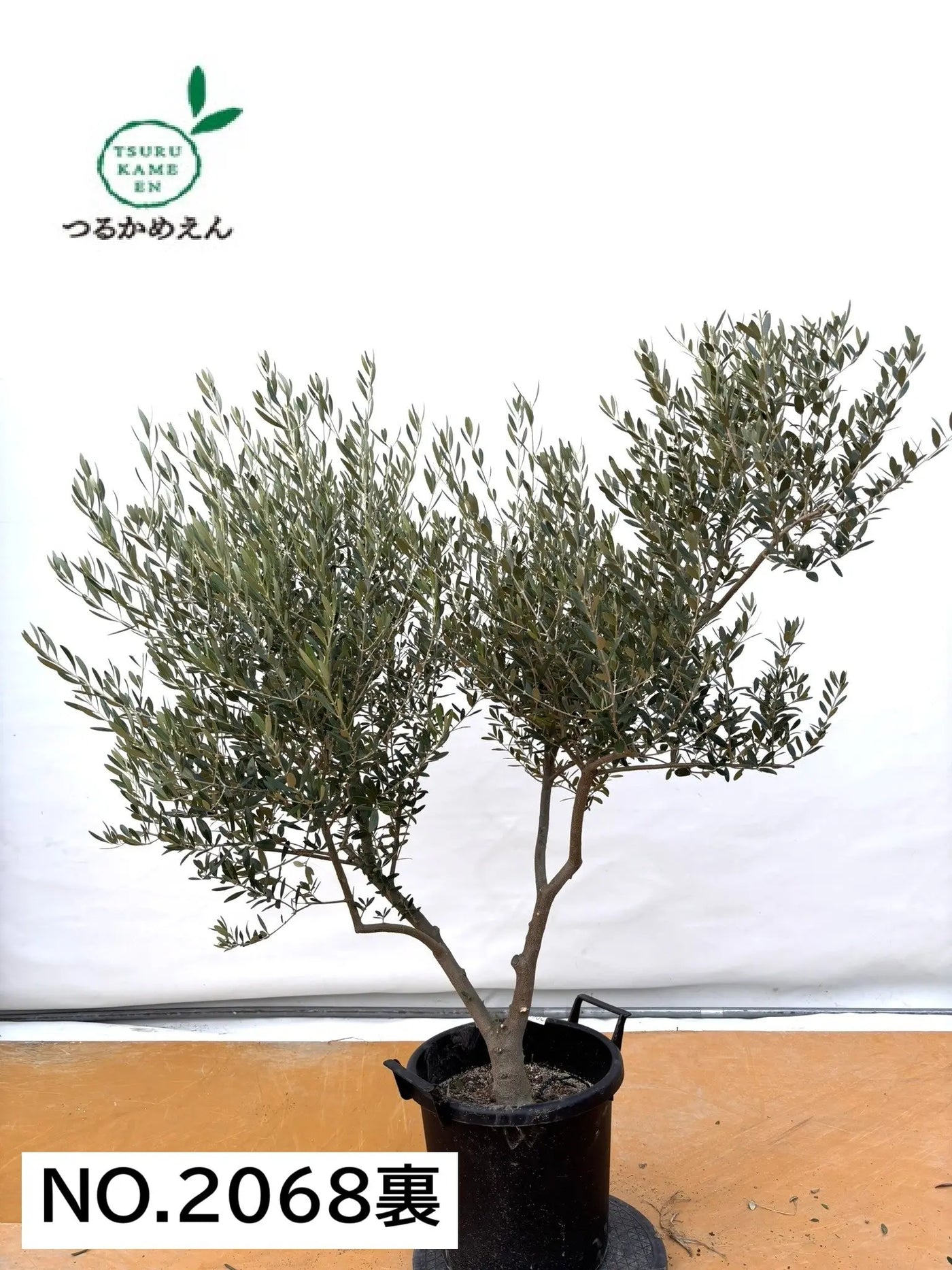 NEWネバディロブランコ（オリーブの木）｜XLサイズ｜NO.2068｜約150cm｜人気・開帳型・大型商品