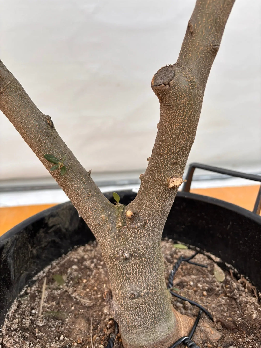 NEWネバディロブランコ（オリーブの木）｜XLサイズ｜NO.2068｜約150cm