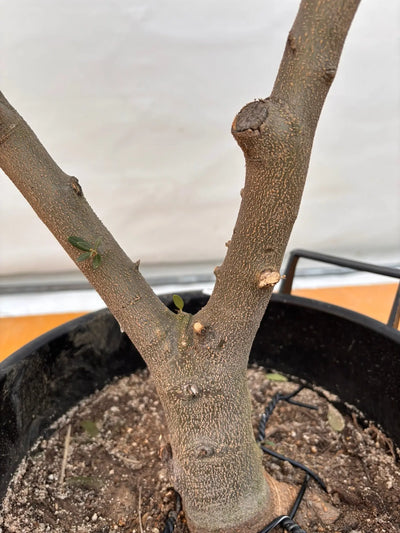 NEWネバディロブランコ（オリーブの木）｜XLサイズ｜NO.2068｜約150cm｜人気・開帳型・大型商品