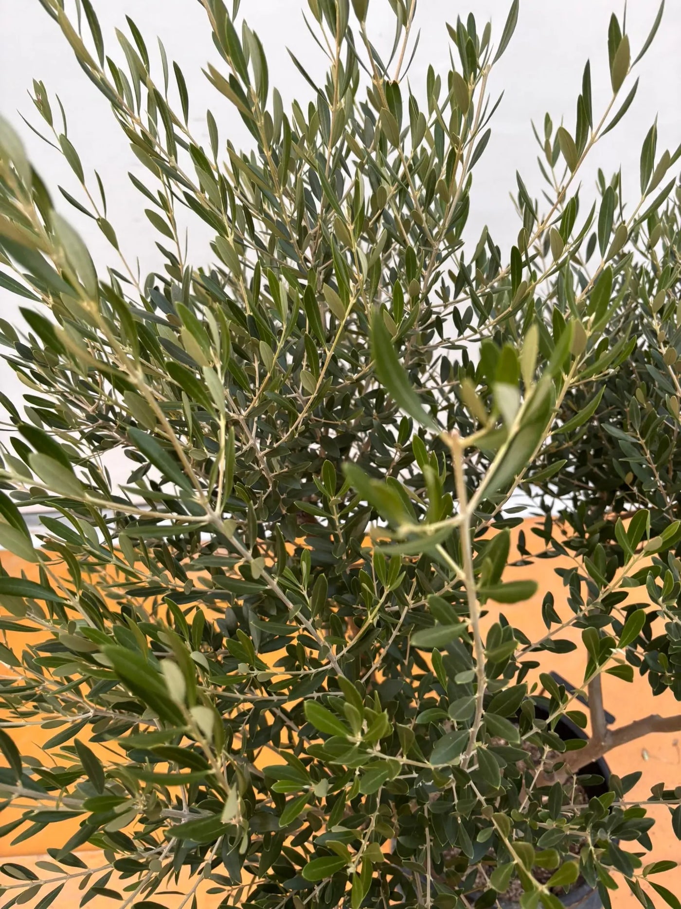 NEWネバディロブランコ（オリーブの木）｜XLサイズ｜NO.2068｜約150cm｜人気・開帳型・大型商品