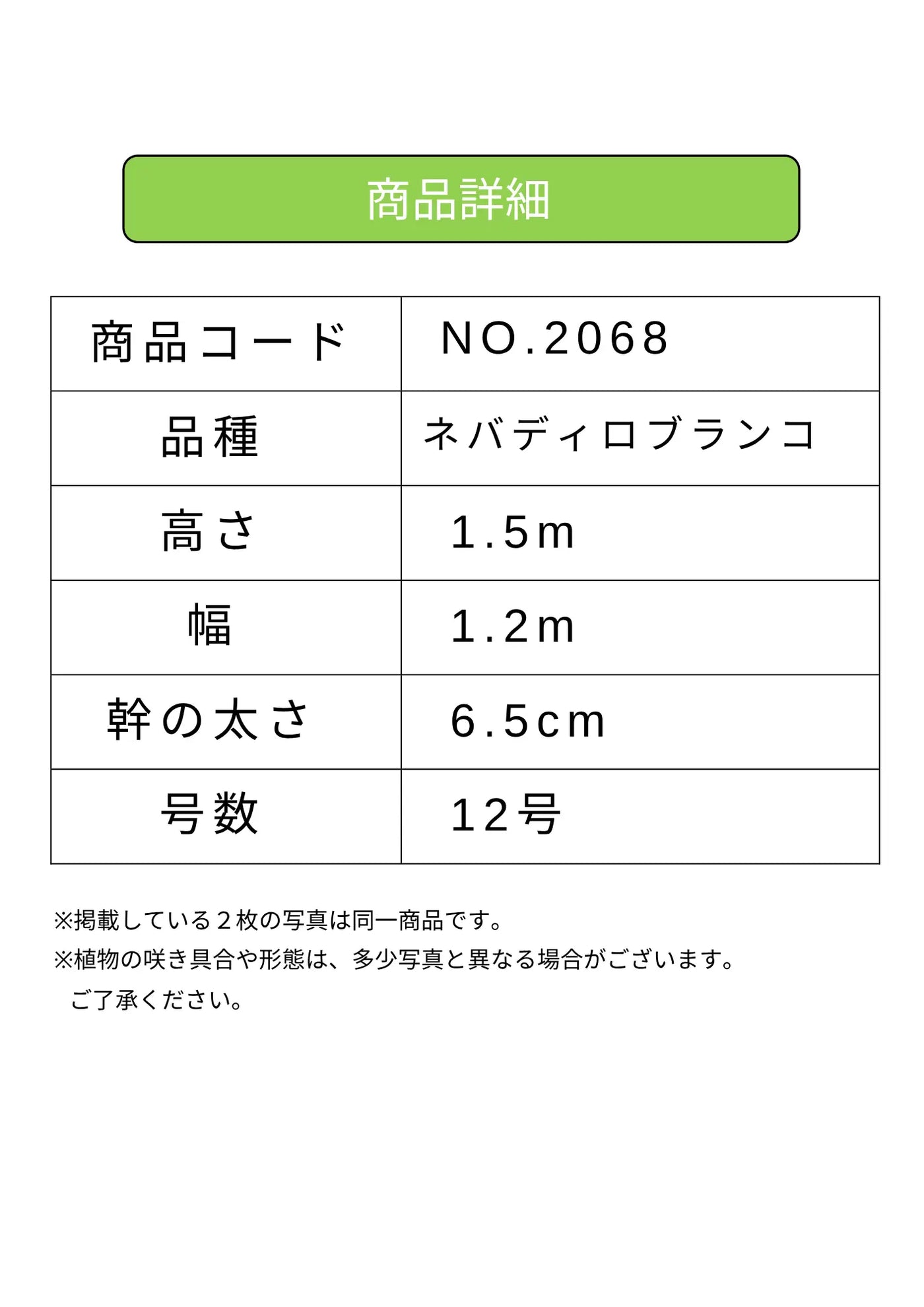 NEWネバディロブランコ（オリーブの木）｜XLサイズ｜NO.2068｜約150cm｜人気・開帳型・大型商品