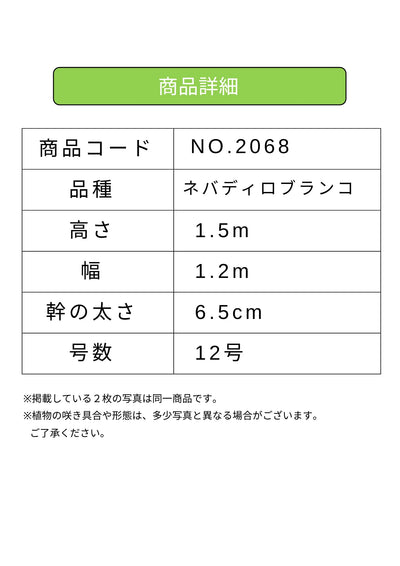 NEWネバディロブランコ（オリーブの木）｜XLサイズ｜NO.2068｜約150cm｜人気・開帳型・大型商品