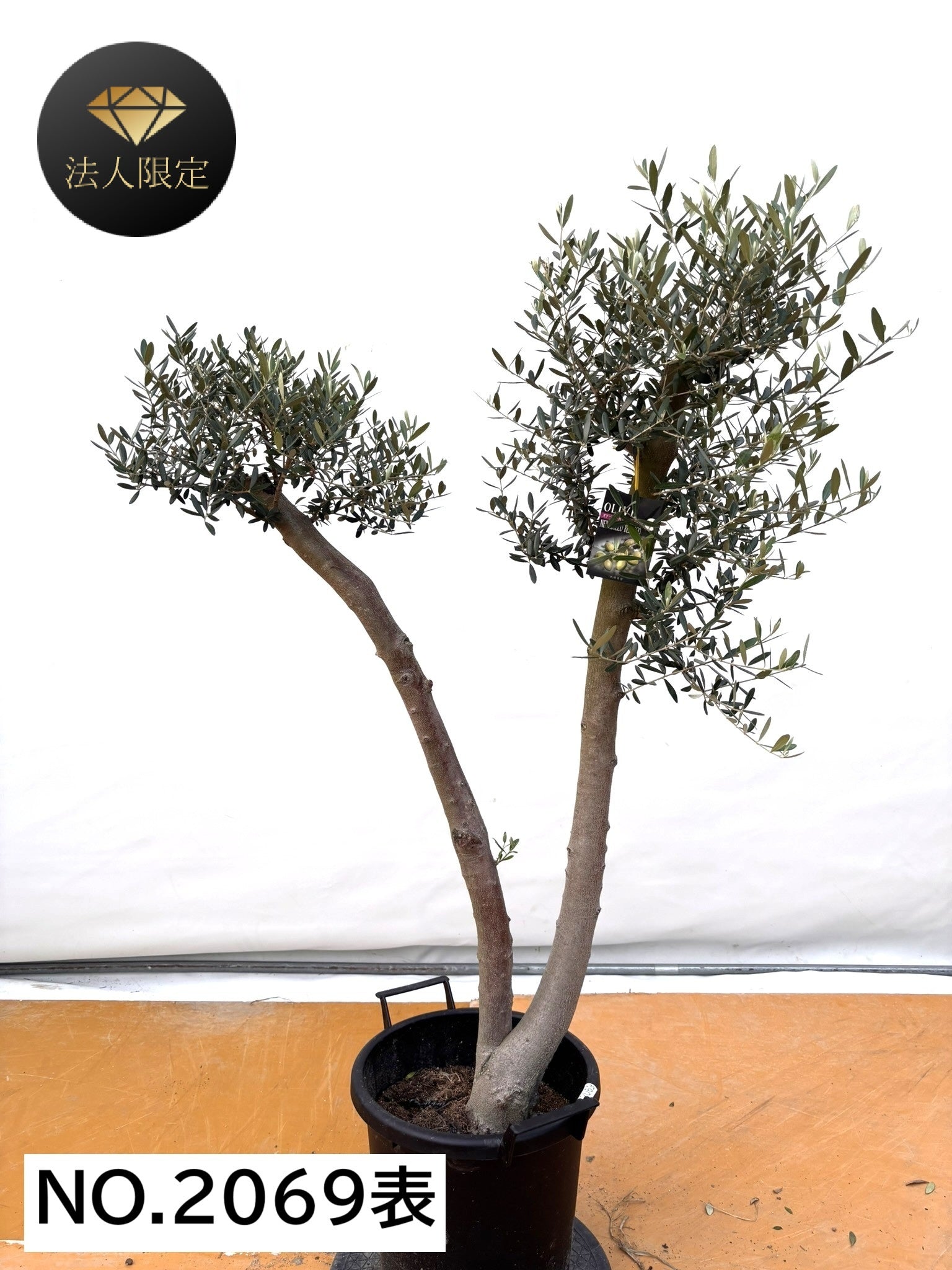 オリーブの木　ネバディロブランコ　約150cm　NO.1883　大型　現品掲載 NEW【法人限定】ネバディロブランコ（オリーブの木）｜XLサイズ｜NO