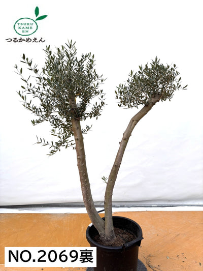 NEW【法人限定】ネバディロブランコ（オリーブの木）｜XLサイズ｜NO.2069｜約150cm｜人気・開帳型