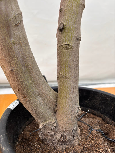 NEW【法人限定】ネバディロブランコ（オリーブの木）｜XLサイズ｜NO.2069｜約150cm｜人気・開帳型