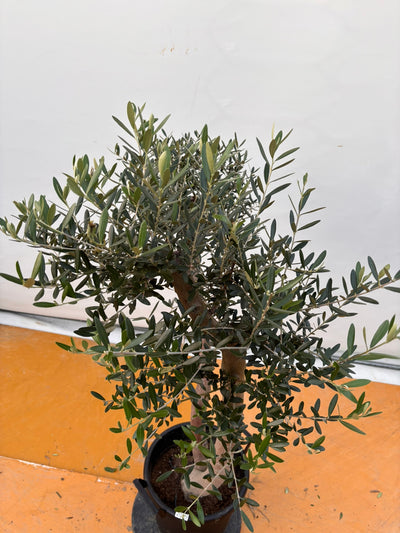 NEW【法人限定】ネバディロブランコ（オリーブの木）｜XLサイズ｜NO.2069｜約150cm｜人気・開帳型