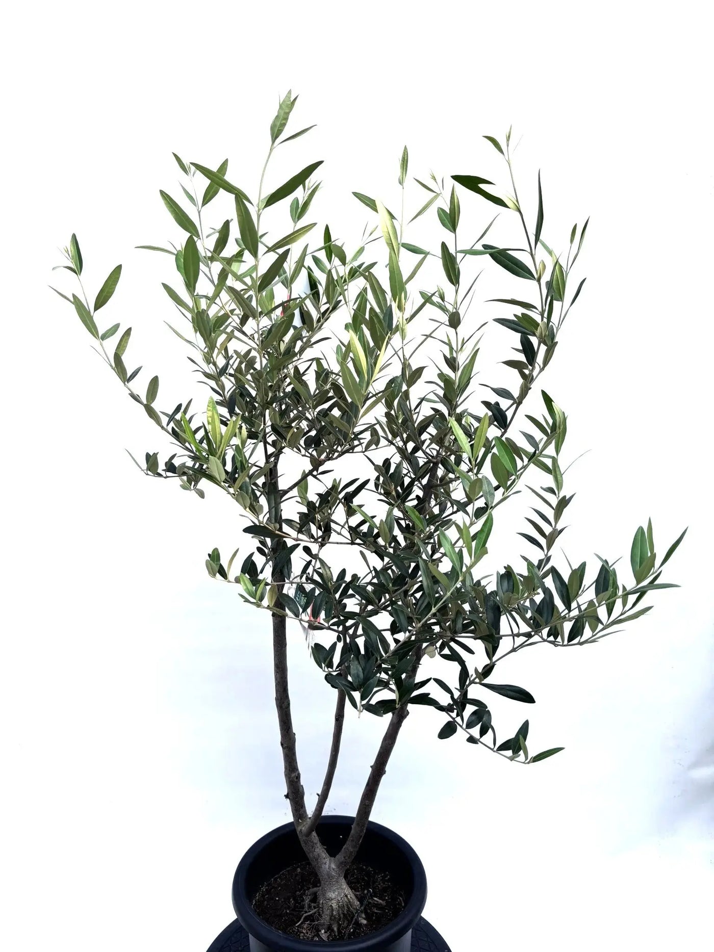 NEW【初心者向き・直立型】ひなかぜ（オリーブの木）〈目隠し〉｜約150cm｜Mサイズ｜K-205 株式会社鶴亀園
