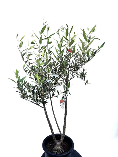 NEW【初心者向き・直立型】ひなかぜ（オリーブの木）〈目隠し〉｜約150cm｜Mサイズ｜K-205 株式会社鶴亀園