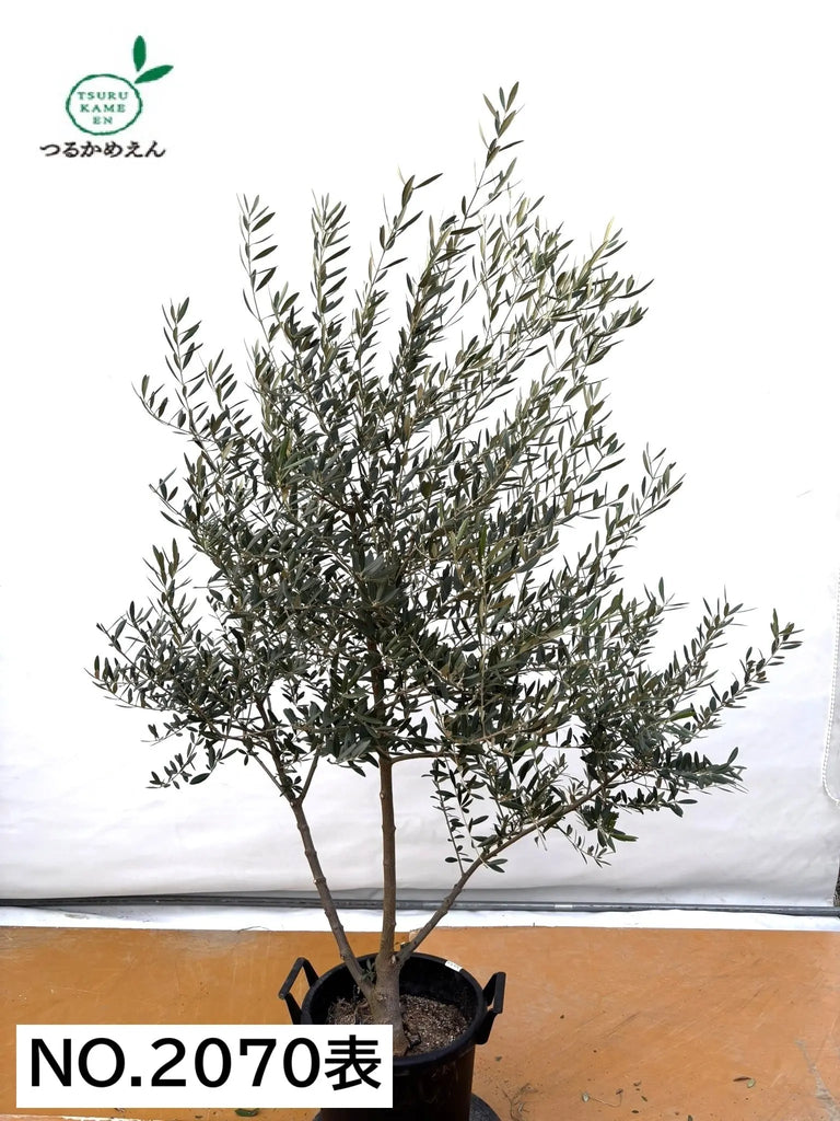 オリーブの木　ネバディロブランコ　約170cm　NO.1884　大型　現品掲載 オリーブの木 ネバディロブランコ 約170cm NO.1884 大型 現品掲載