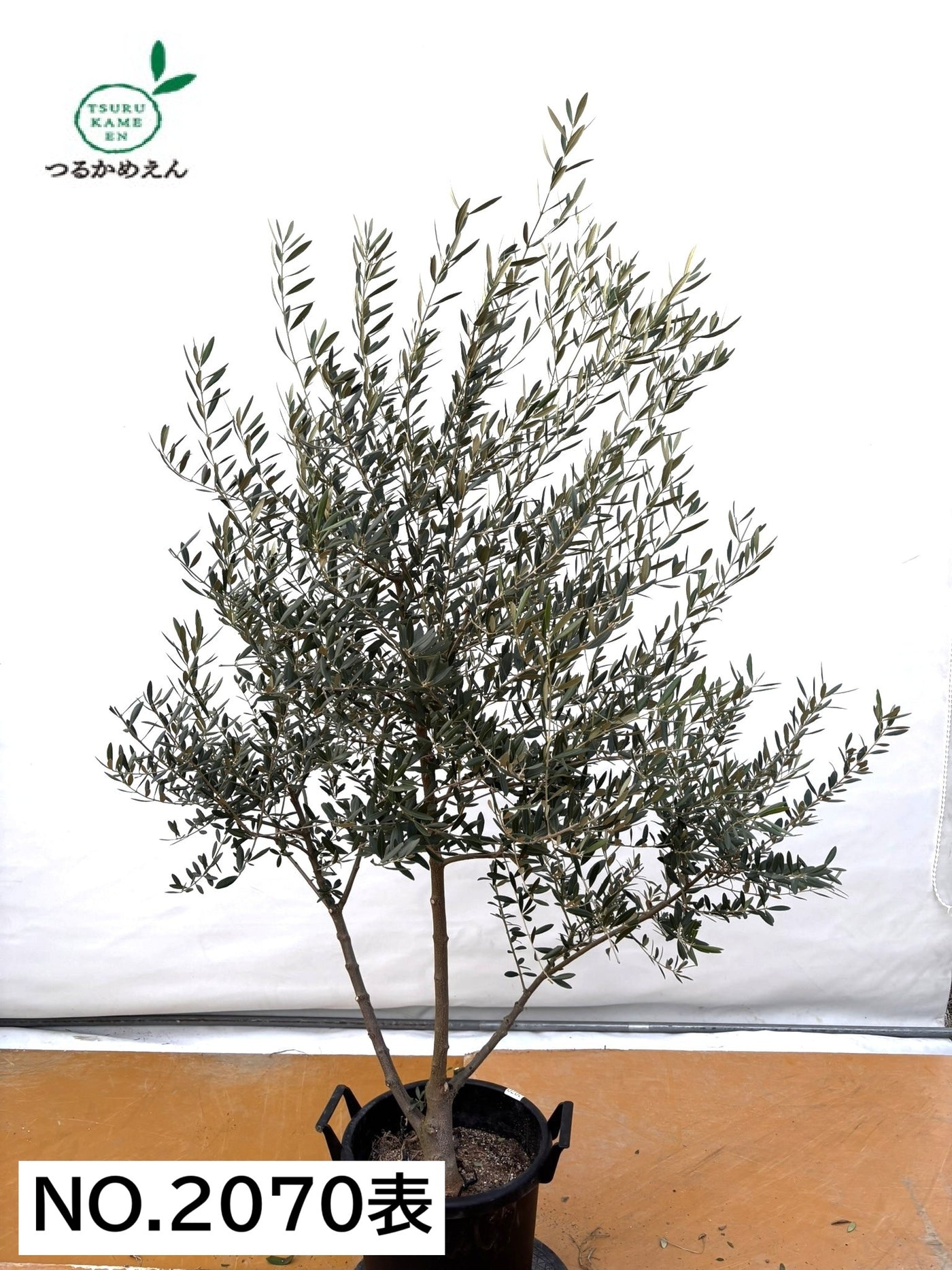 NEWネバディロブランコ（オリーブの木）｜XLサイズ｜NO.2070｜約170cm｜人気・開帳型・大型商品